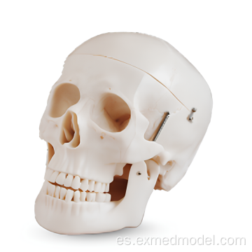 Modelo de calavera humana de tamaño natural